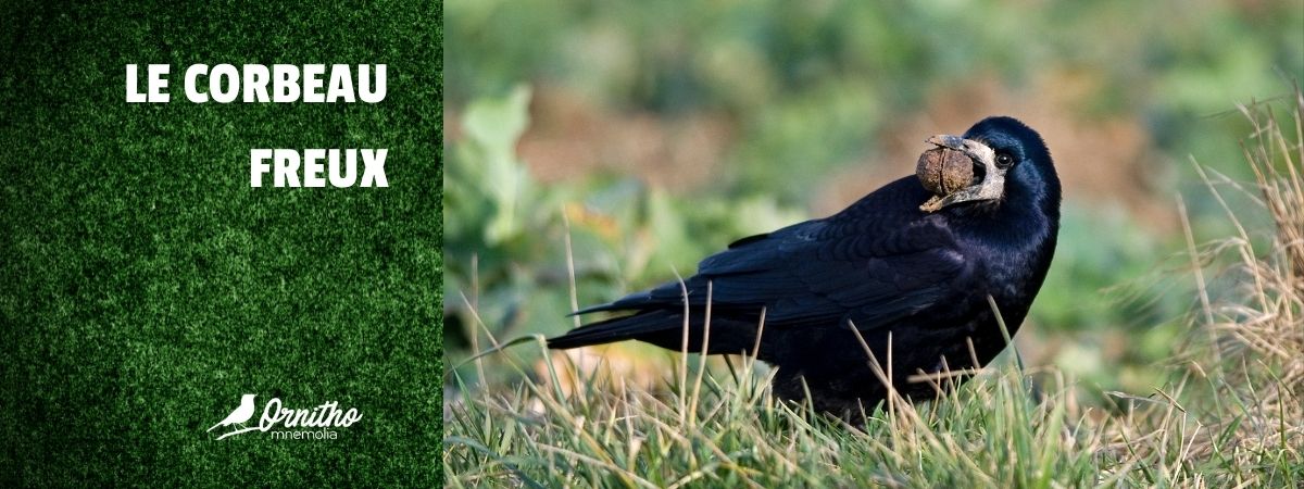 Comment reconnaître le corbeau freux ?