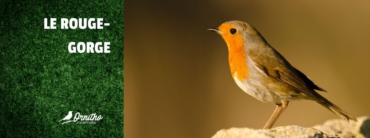 Comment reconnaître le rouge-gorge ?