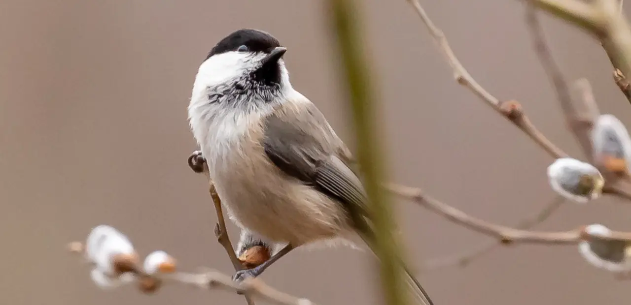 Discover the Habitat and Behavior of the Marsh Tit
