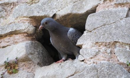 Comment reconnaître le pigeon domestique ?