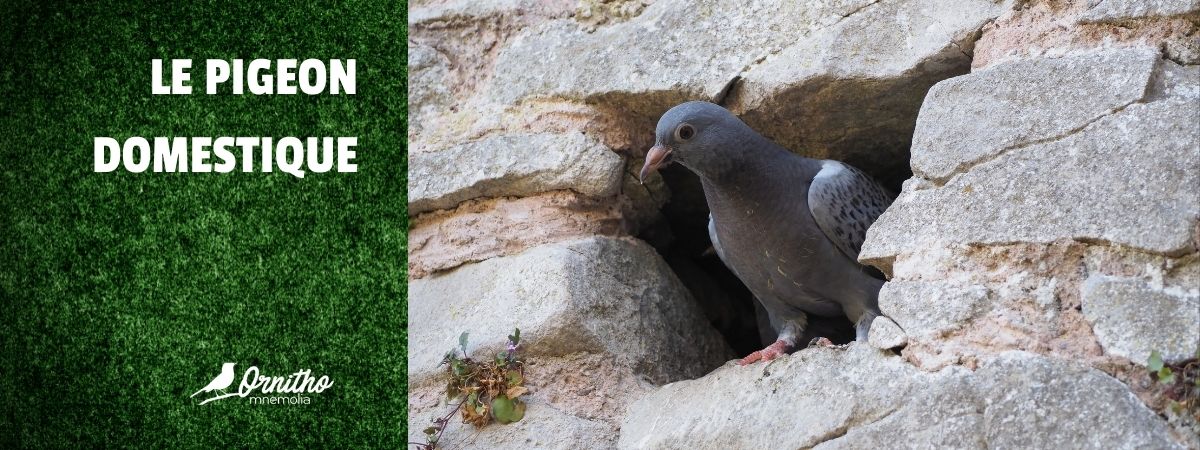Comment reconnaître le pigeon domestique ?