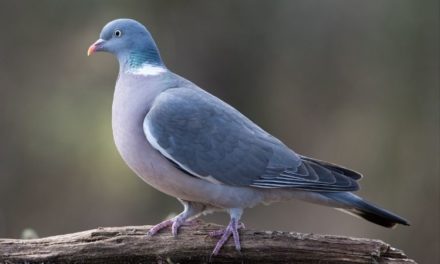Comment reconnaître le pigeon ramier ?