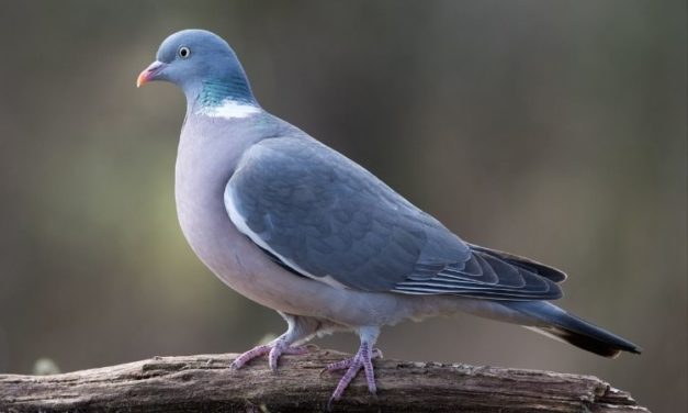 Comment reconnaître le pigeon ramier ?