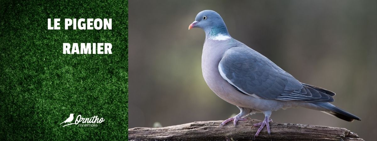Comment reconnaître le pigeon ramier ?