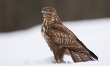 Comment reconnaître la buse variable ?