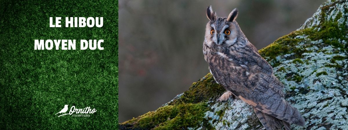 Comment reconnaître le hibou moyen duc ?