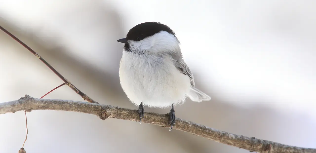 How to Identify the Willow Tit and Its Habits
