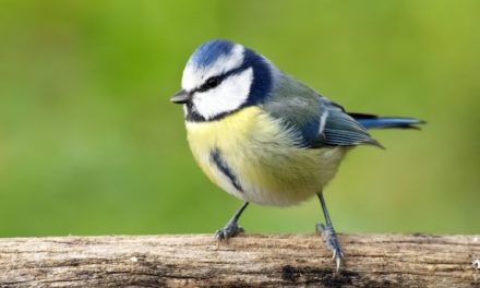 Comment reconnaître la mésange bleue ?