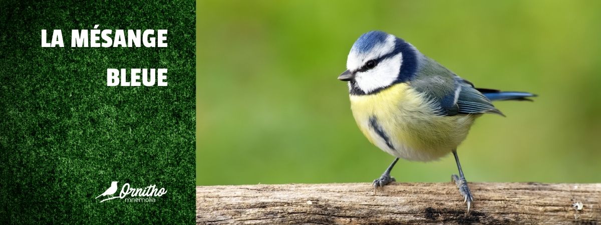 Comment reconnaître la mésange bleue ?