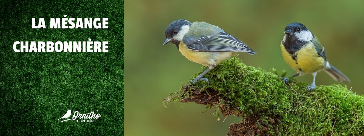 Comment reconnaître la mésange charbonnière ?