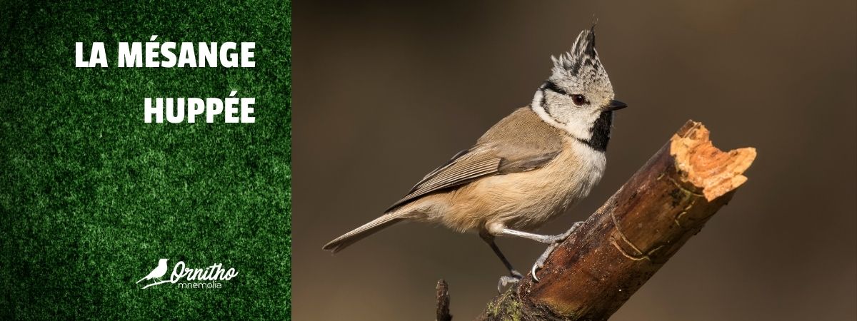 Comment reconnaître la mésange huppée ?