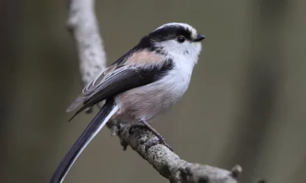 The Long-Tailed Tit: A Guide to Its Behavior and Habitat