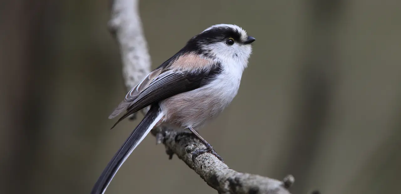 The Long-Tailed Tit: A Guide to Its Behavior and Habitat
