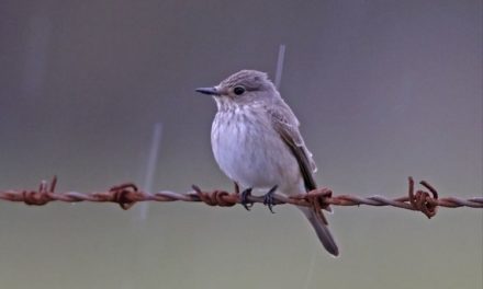 Comment reconnaître le gobe-mouche gris ?