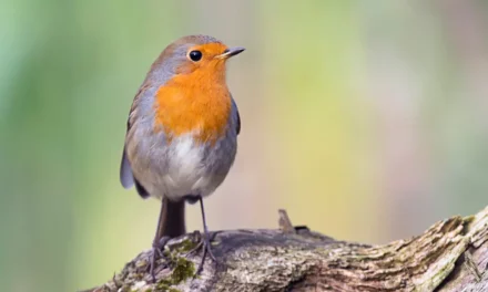 European Robin: Identification, Songs, and Behavior