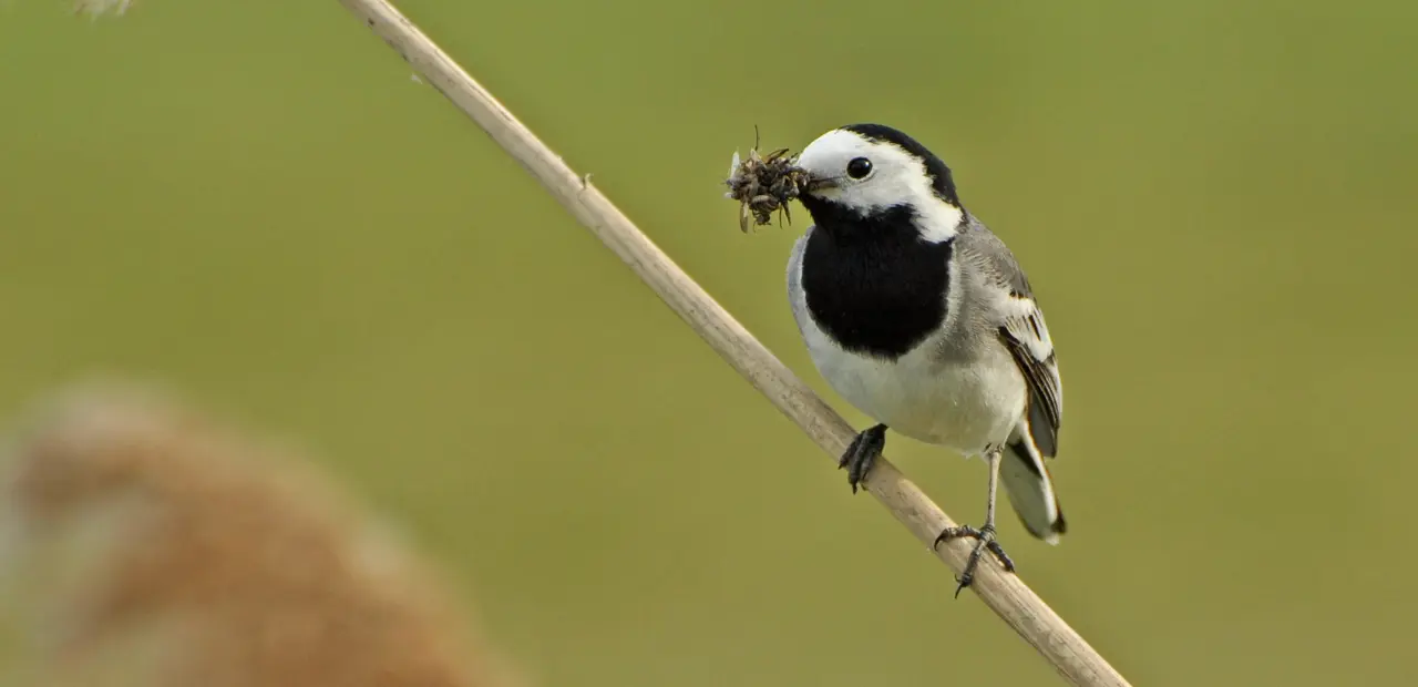 Características y hábitat de la lavandera blanca