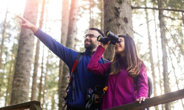 Les meilleures jumelles pour observer les oiseaux en 2025 – Ornithologie