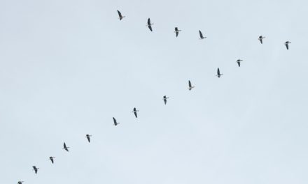 Le Mystère du Vol en V : Découverte des Mécanismes et Avantages chez les Oiseaux Migrateurs