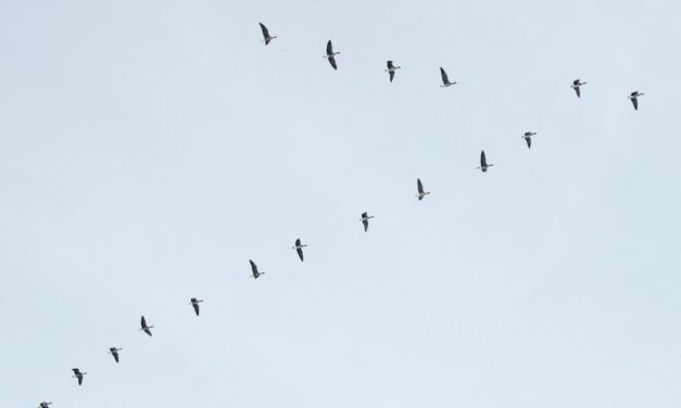 Le Mystère du Vol en V : Découverte des Mécanismes et Avantages chez les Oiseaux Migrateurs