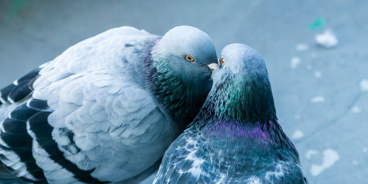 Tout savoir sur la vie et la reproduction des pigeons : De la formation du couple à l’envol du pigeonneau