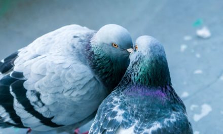 Tout savoir sur la vie et la reproduction des pigeons : De la formation du couple à l’envol du pigeonneau