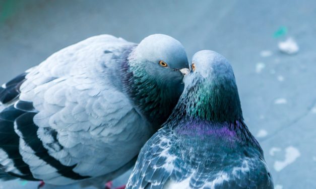 Tout savoir sur la vie et la reproduction des pigeons : De la formation du couple à l’envol du pigeonneau