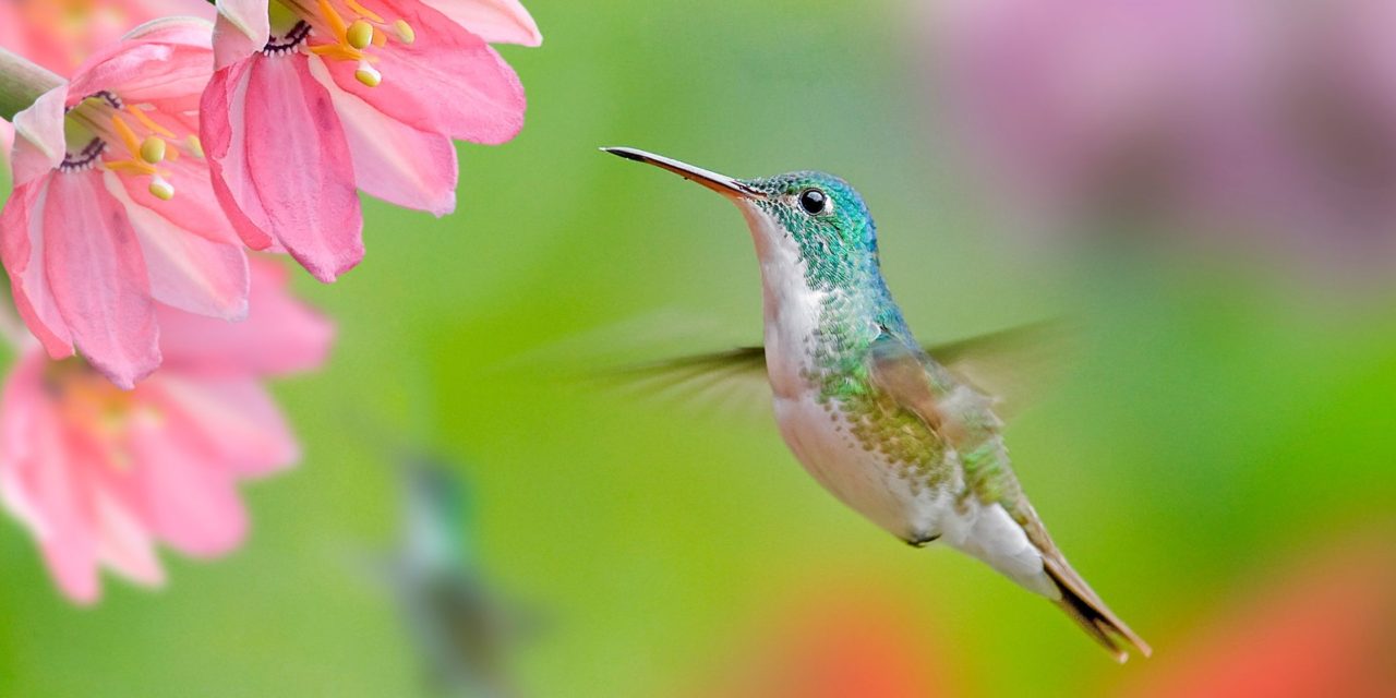 Les oiseaux et la pollinisation des fleurs : comment ils contribuent à la vitalité des écosystèmes