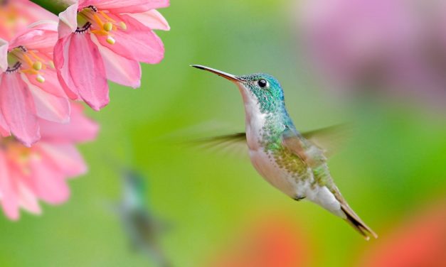 Les oiseaux et la pollinisation des fleurs : comment ils contribuent à la vitalité des écosystèmes