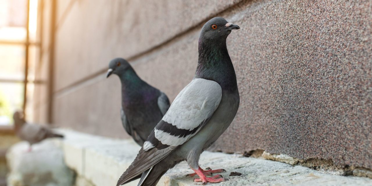 Les oiseaux urbains : Comment ils s’adaptent à leur environnement et nous émerveillent