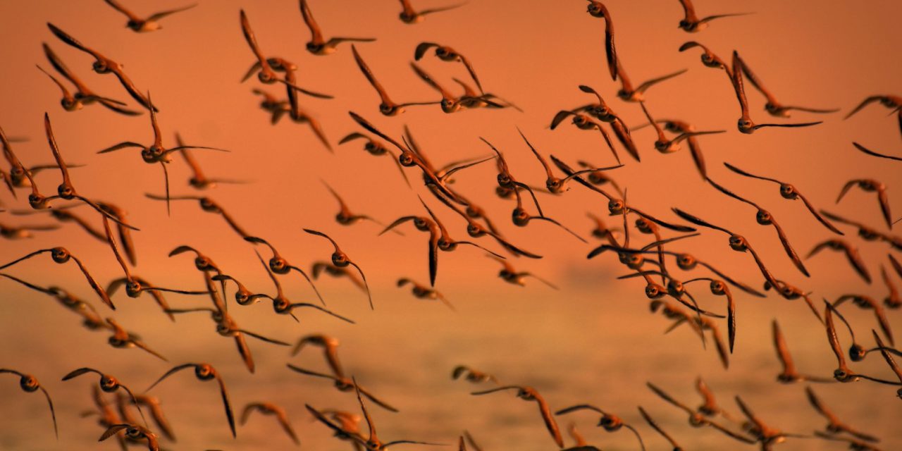 Les oiseaux migrateurs menacés par le changement climatique : comment agir pour leur préservation