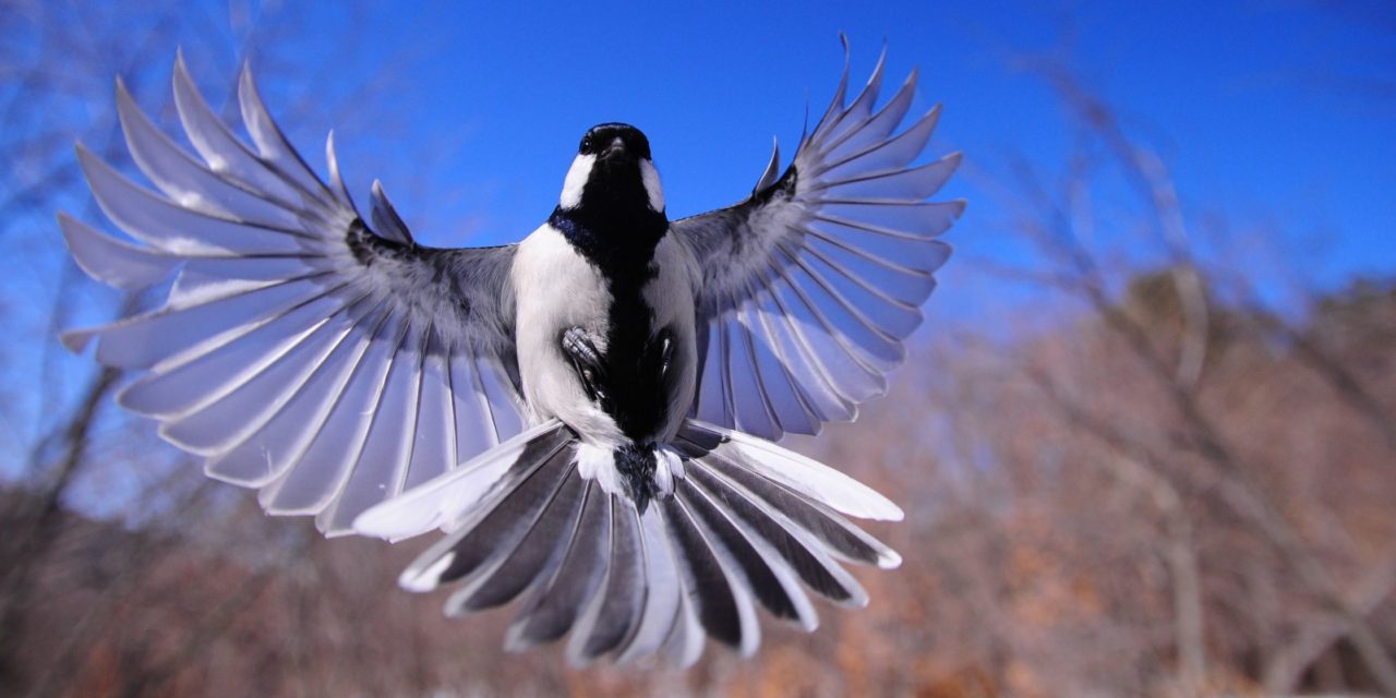 Les oiseaux et leurs incroyables capacités de vol : 7 secrets du ciel révélés