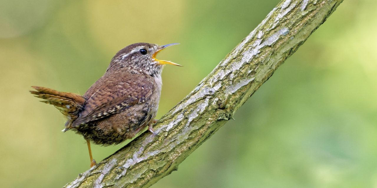 Comment identifier les oiseaux par leur chant : 7 astuces infaillibles