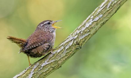 Comment identifier les oiseaux par leur chant : 7 astuces infaillibles