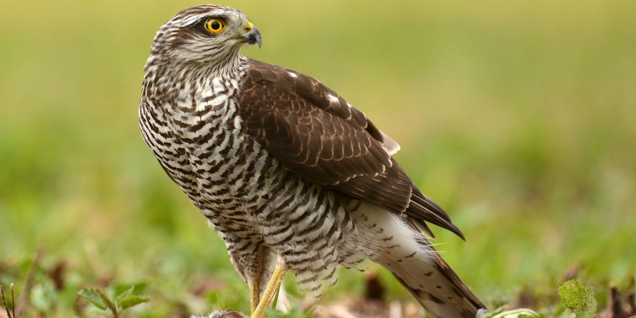 El papel esencial de las aves en la regulación de las poblaciones de roedores: 7 formas de mantener el equilibrio del ecosistema