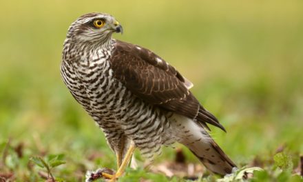 El papel esencial de las aves en la regulación de las poblaciones de roedores: 7 formas de mantener el equilibrio del ecosistema