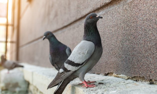 Les oiseaux urbains : Comment ils s’adaptent à leur environnement et nous émerveillent