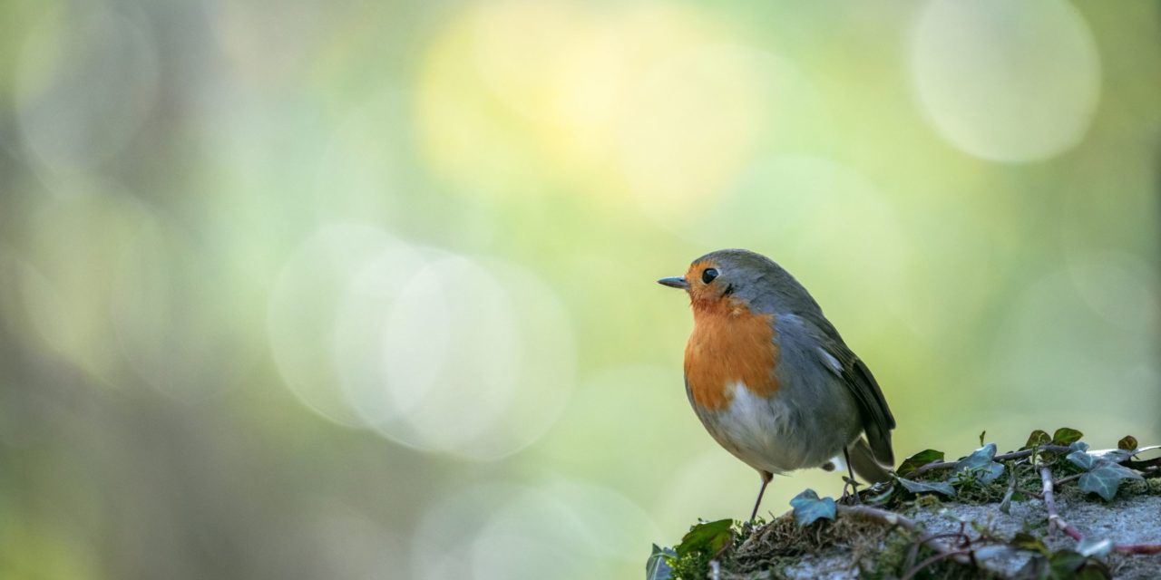 Guide complet : Comment identifier les oiseaux de votre jardin