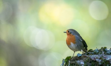 Guide complet : Comment identifier les oiseaux de votre jardin