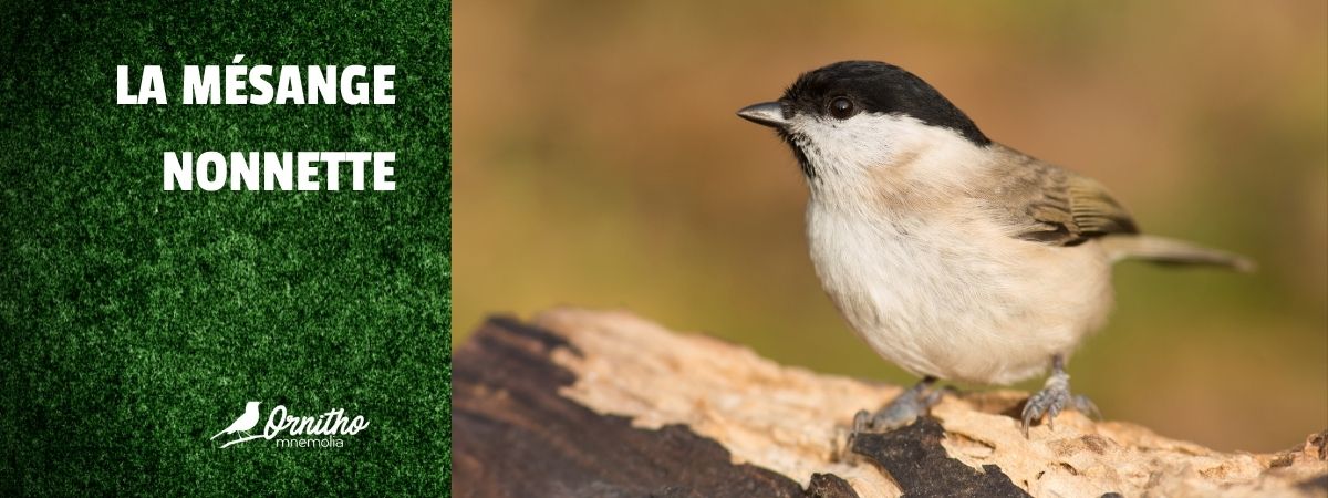 Comment reconnaître la mésange nonnette ?