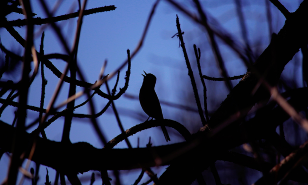 Les Oiseaux qui chantent la nuit : une exploration complète