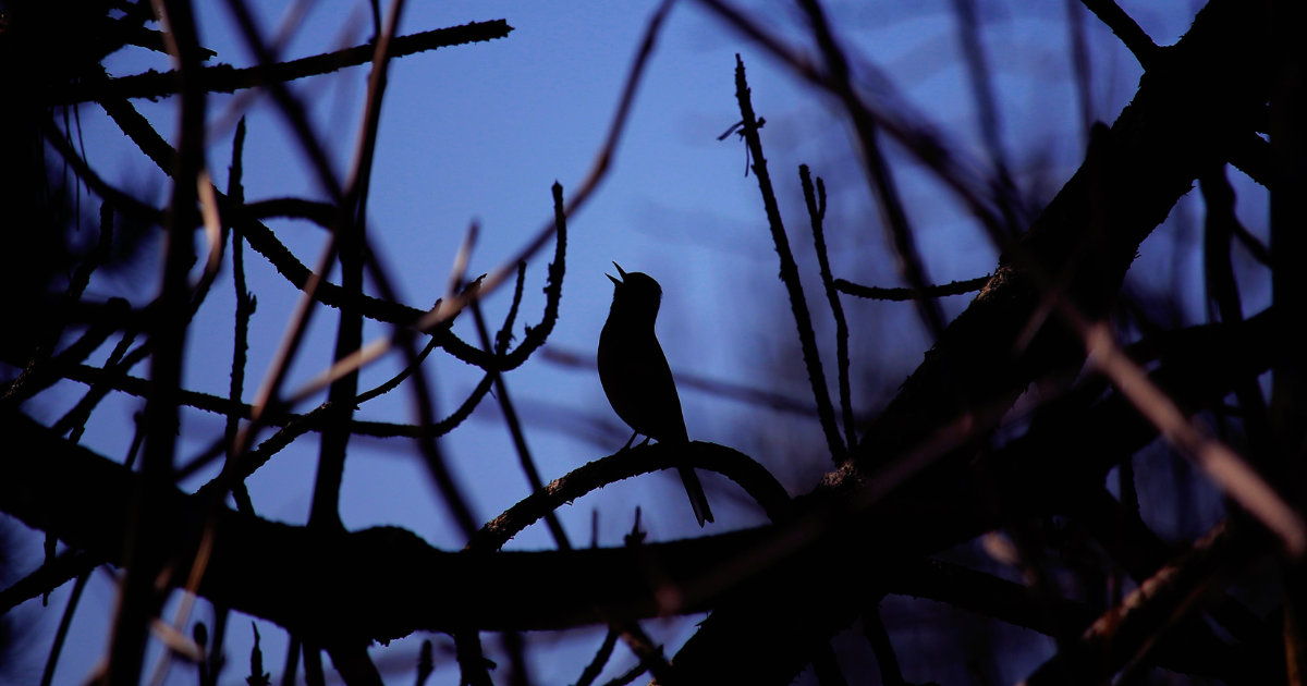 Les Oiseaux qui chantent la nuit : une exploration complète