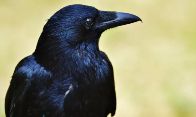 Oiseau qui tape contre la vitre : explications et solutions simples