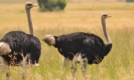 Top 10 de aves que no vuelan: adaptación y supervivencia