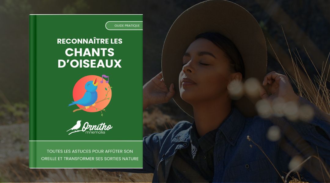 Tout savoir sur la vie et la reproduction des pigeons De la formation du couple à l